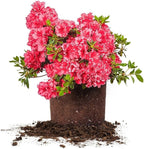 Red Ruffles Azalea 3 Gallon