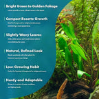 SubstrateSource Cryptocoryne Live Aquarium Plants - Freshwater Plant for Aquariums, Planted Fish Tanks - Beginner Friendly (Lutea, 5 Pots (20-25 Plants))