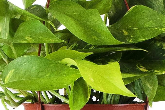 Shop Succulents Golden Pothos Hanging Plant, Live Indoor Plant, Easy Care Hanging Ivy Houseplant, Air Purifying Plant, Housewarming, Home Décor, 6 Inch Pot