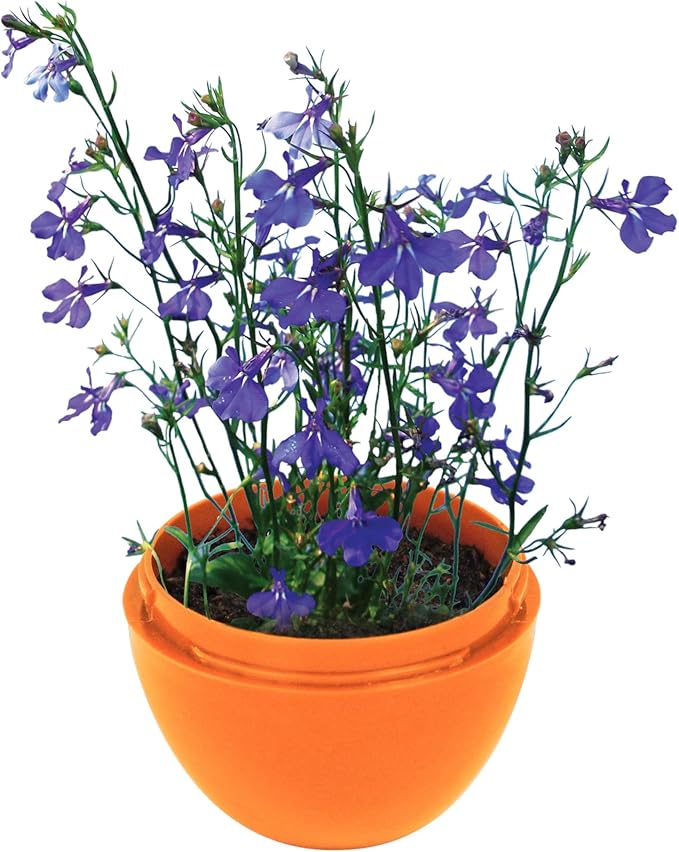 Toys By Nature Mini Terrarium Flowering Bundle, 100% USA Made Complete Starter Kit Includes 2 Each of Lobelia, Dixie Belle Hibiscus, Rose of Sharon, Easy to Grow Planting Seeds Just Add Water