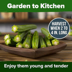 HOME GROWN Clemson Spineless Okra Seeds 101+ Heirloom Non-GMO Vegetable Seeds for Planting, Easy to Grow Summer Garden, High Germination, Heat Tolerant, Tender Green Pods (Abelmoschus esculentus)