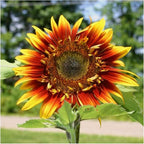 Seed Needs Joker Sunflower Seeds for Planting Sunflowers - Hybrid Flower Seed to Plant an Outdoor Home Grown Butterfly Garden (1 Pack)