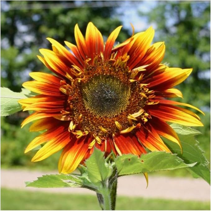 Seed Needs Joker Sunflower Seeds for Planting Sunflowers - Hybrid Flower Seed to Plant an Outdoor Home Grown Butterfly Garden (1 Pack)