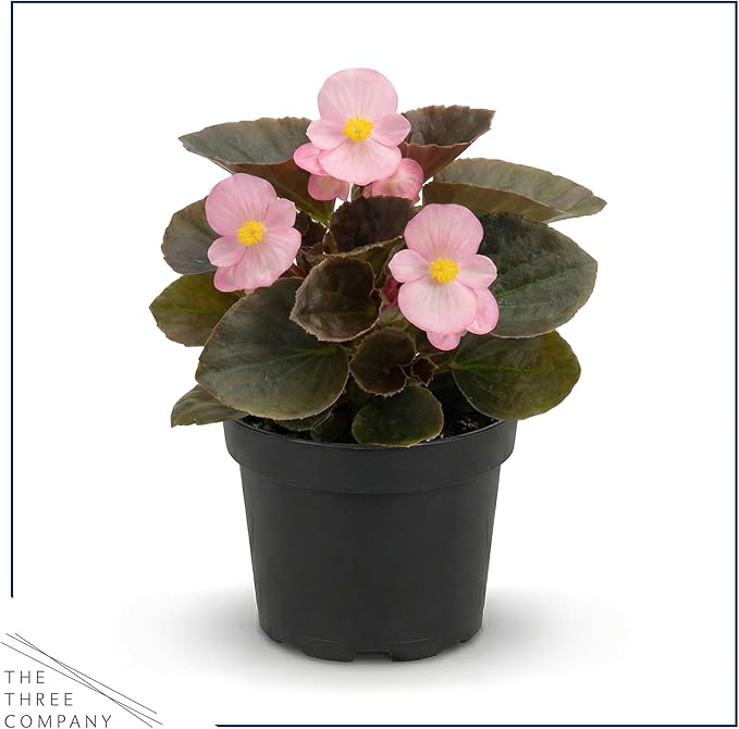 Live Begonia - Dark Leaf Assorted (4 Per Pack), Beautiful Shade Annual, Ships 8" Tall by 4" Wide in 1 Pt Pot