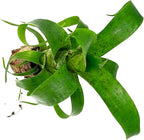 ragnaroc Live Plants – Bromeliad Vrisea Fenestralis, 4-8" 2" Plug - 1ct - Live Arrival Guaranteed - House Plants for Home Decor & Gift