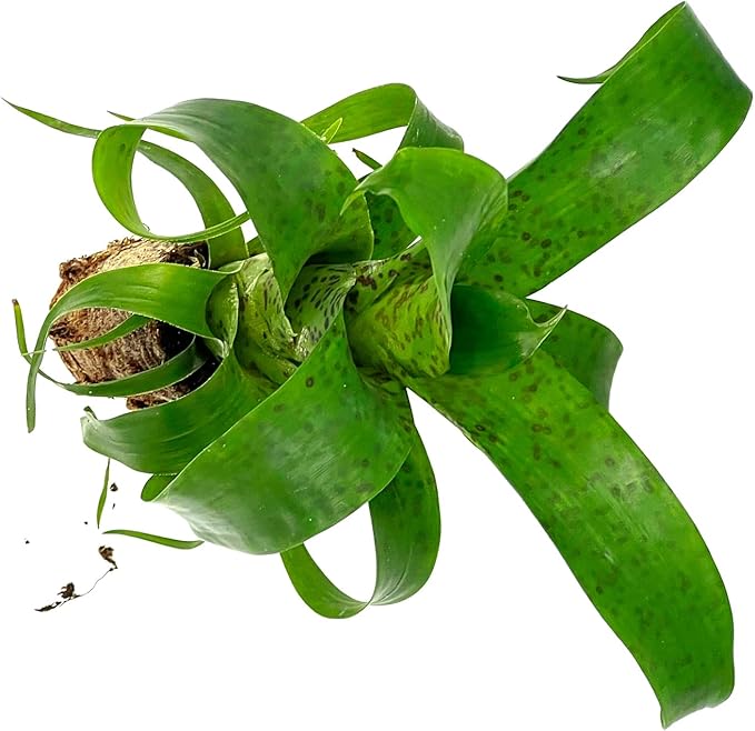 ragnaroc Live Plants – Bromeliad Vrisea Fenestralis, 4-8" 2" Plug - 1ct - Live Arrival Guaranteed - House Plants for Home Decor & Gift