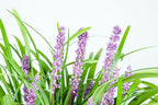 Royal Purple LIRIOPE - Size: 1 Gallon, Live Plant, Includes Special Blend Fertilizer & Planting Guide