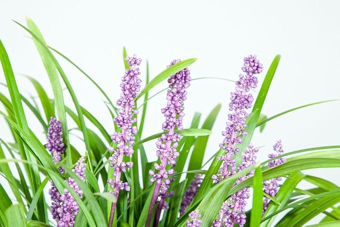 Royal Purple LIRIOPE - Size: 1 Gallon, Live Plant, Includes Special Blend Fertilizer & Planting Guide