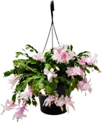 Thanksgiving Cactus, Pink White Seasonal Blooms, Live Indoor Plant, Flowering Houseplant, Christmas Cactus, 8-Inch Hanging Basket, Holiday Decor, Pet Safe, Free Heat Pack