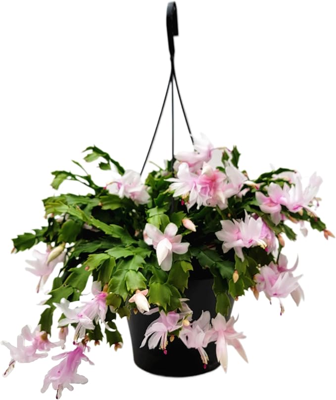 Thanksgiving Cactus, Pink White Seasonal Blooms, Live Indoor Plant, Flowering Houseplant, Christmas Cactus, 8-Inch Hanging Basket, Holiday Decor, Pet Safe, Free Heat Pack