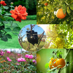 5PCS Plant Propagation Stations Air Layering Pods, Reusable Grafting Tool Air Layering Propagation Kit Grafting Kit Take Root Plant Propagation Ball Root Starter Grafting Growth Box