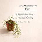 Hoya Linearis Live Plant | String Starter Plants | Cuttings of House Plants Live for Beginner | Hoya Cuttings for Rare Plant Gifts (Heat Pack Included)