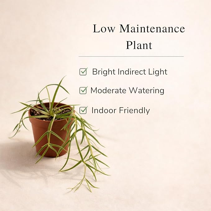 Hoya Linearis Live Plant | String Starter Plants | Cuttings of House Plants Live for Beginner | Hoya Cuttings for Rare Plant Gifts (Heat Pack Included)