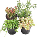 Succulent Plants (4 Pack), Live Succulents Fully Rooted in 2" Grower Pots, Unique Potted House Plant for DIY, Home Decor, Wedding Party Favor (Trailing Varieties)