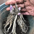 Indoor or Outdoor Hosta for Planting Magical Hardy Balcony Rare Species Ornamental Value - 4 Bulbs B (8)