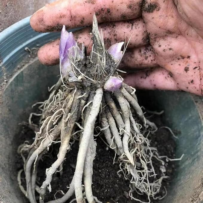 Indoor or Outdoor Hosta for Planting Magical Hardy Balcony Rare Species Ornamental Value - 4 Bulbs