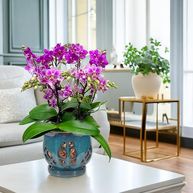 W&W Orchid Pot with Holes and Saucer for Repotting, Teal, 6.5"