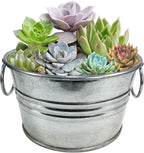 Unique Gardener Flowering Tin Plant Seeds 3 Variety Pack, DIY Indoor Succulents and Live Plants for Home or Garden Planting, Assorted Tin Pack