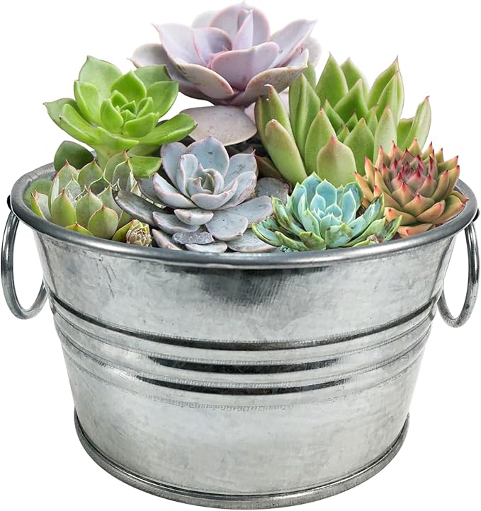 Unique Gardener Flowering Tin Plant Seeds 3 Variety Pack, DIY Indoor Succulents and Live Plants for Home or Garden Planting, Assorted Tin Pack