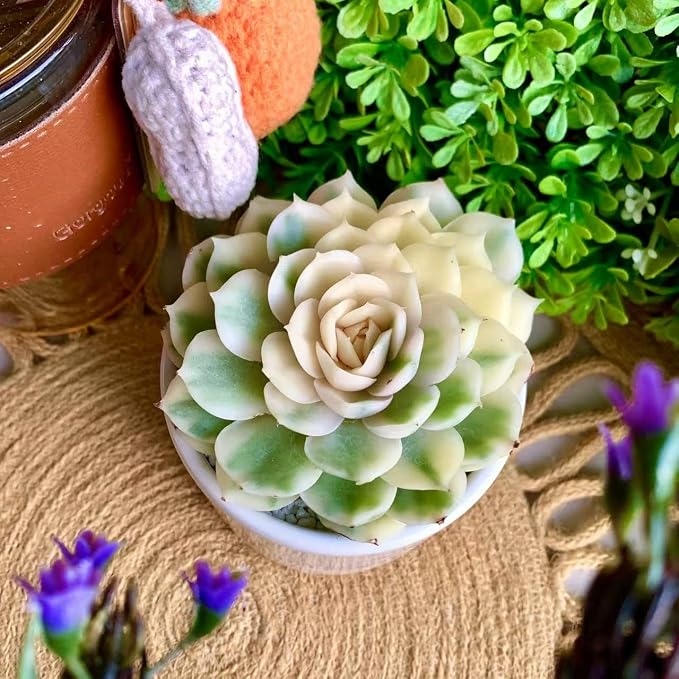Live Succulents Plants,Echeveria Onslow Variegated 3.2 inches Mini Indoor Plants,Bare Root Without Pot Soil Live Plant,Succulents Plants Live for Gift Party Wedding Garden Baby Shower DIY Decor