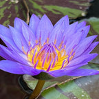 Mainam Mix Colorful Tropical Water Lily Tuber Live Aquarium Plant for Freshwater Fish Pond Balcony Buy 2 GET Fertilizer Free (Blue Nymphaea Geena)