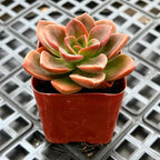 Sprout N Green Echeveria Succulent Collection, 3 Live Succulent Plant Fully Rooted in 2inch Starter Pot, Home Office Indoor Outdoor Wedding Decoration DIY Projects Party Favor