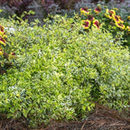 Miss Lemon Abelia (1.5 Gallon) Flowering Evergreen with Variegated Foliage and Pink Blooms - Full Sun to Part Shade Live Outdoor Plant - Southern Living Plants