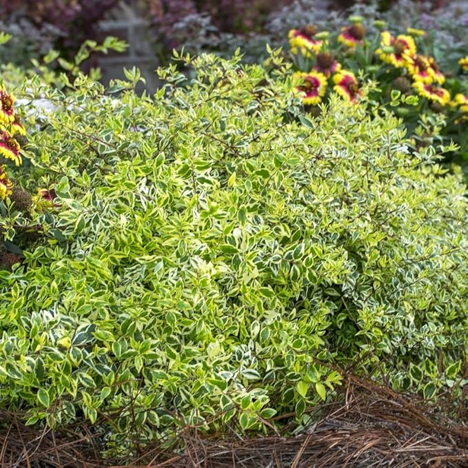 Miss Lemon Abelia (1.5 Gallon) Flowering Evergreen with Variegated Foliage and Pink Blooms - Full Sun to Part Shade Live Outdoor Plant - Southern Living Plants