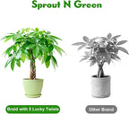 Sprout N Green 8-10" Money Tree with 5 Lucky Braid, Live Plant with Green Stripe Pot, Decoration for Indoor Home Office Tabletop Windowsill Side Table, Gift for Housewarming Mother's Day