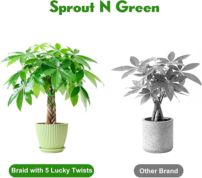 Sprout N Green 8-10" Money Tree with 5 Lucky Braid, Live Plant with Green Stripe Pot, Decoration for Indoor Home Office Tabletop Windowsill Side Table, Gift for Housewarming Mother's Day