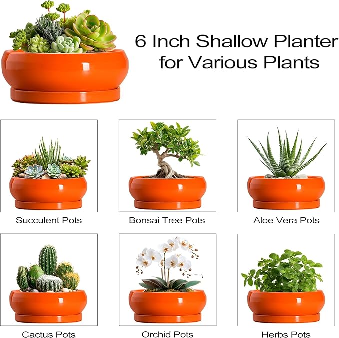 Succulent Planters 6 Inch - Small Bonsai Pots Ceramic, Succulent Pots with Drainage Hole and Saucer, Shallow Planters Indoor Outdoor, Round Cactus Pot, Office Decor, Gardening Gift, Orange