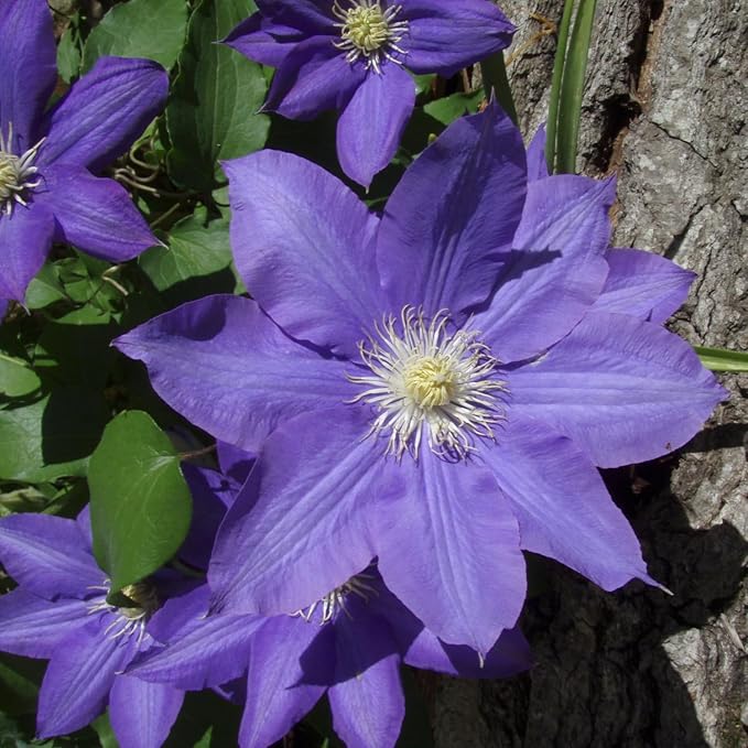 Clematis Vine Plant, Clematis Vine Plants Live in 2.5 Inch Pot, Perennial Climbing Clematis Plants Live for Outdoor Garden (Light Blue Flowers)