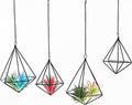 Geometric Air Plant Hangers - 4 Pack Black Metal Tillandsia Display Cages, Hanging Air Plant Holders for Indoor Plants Decor, Air Fern Frame