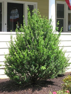 RedCrocus Steeds' Japanese Holly Ilex crenata Evergreen Shrub, Perfect for Hedges & Borders, Low Maintenance, Pet Safe, Container & Landscape Use 2' h 3 Gallon