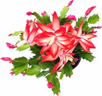 Thanksgiving Cactus, Live Indoor Plant, Flowering Houseplant, Christmas Cactus, Red Seasonal Blooms, 4-Inch Pot, Pet Safe Holiday Decor, Free Heat Pack
