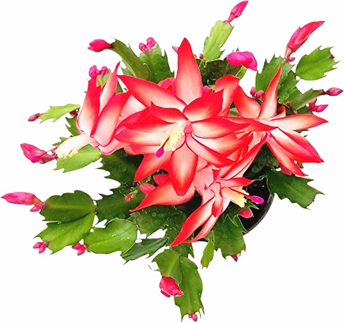 Thanksgiving Cactus, Live Indoor Plant, Flowering Houseplant, Christmas Cactus, Red Seasonal Blooms, 4-Inch Pot, Pet Safe Holiday Decor, Free Heat Pack