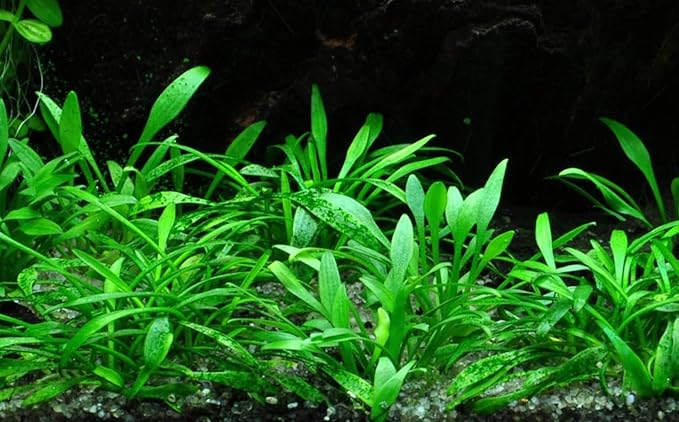 3X Cryptocoryne Parva Easy Live Aquarium Plants for Aquatic Freshwater Fish Tank