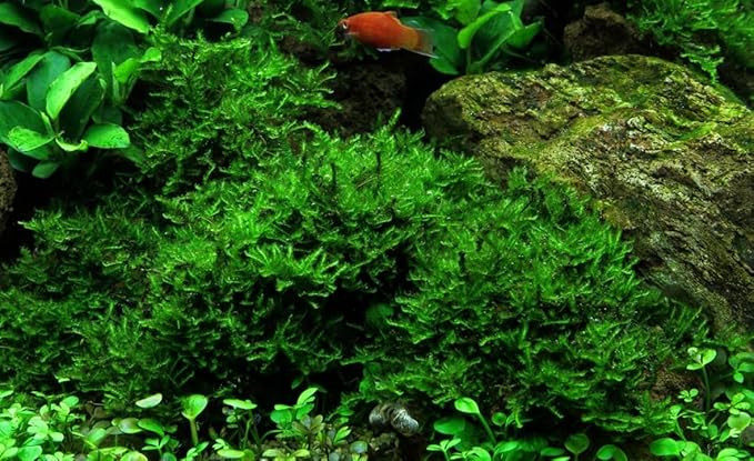 Christmas Moss (Vesicularia montagnei) - 4 oz Live Aquarium Plant, Lush Green Carpet for Freshwater Tanks, Easy to Grow & Maintain