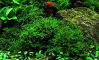 Christmas Moss (Vesicularia montagnei) - 4 oz Live Aquarium Plant, Lush Green Carpet for Freshwater Tanks, Easy to Grow & Maintain