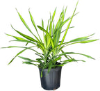 Dracaena Rikki – 10 Inches Grower Pot – Live Tropical Air Purifying Plant – Indoor/Outdoor Easy Care Houseplant for Home and Office Spaces