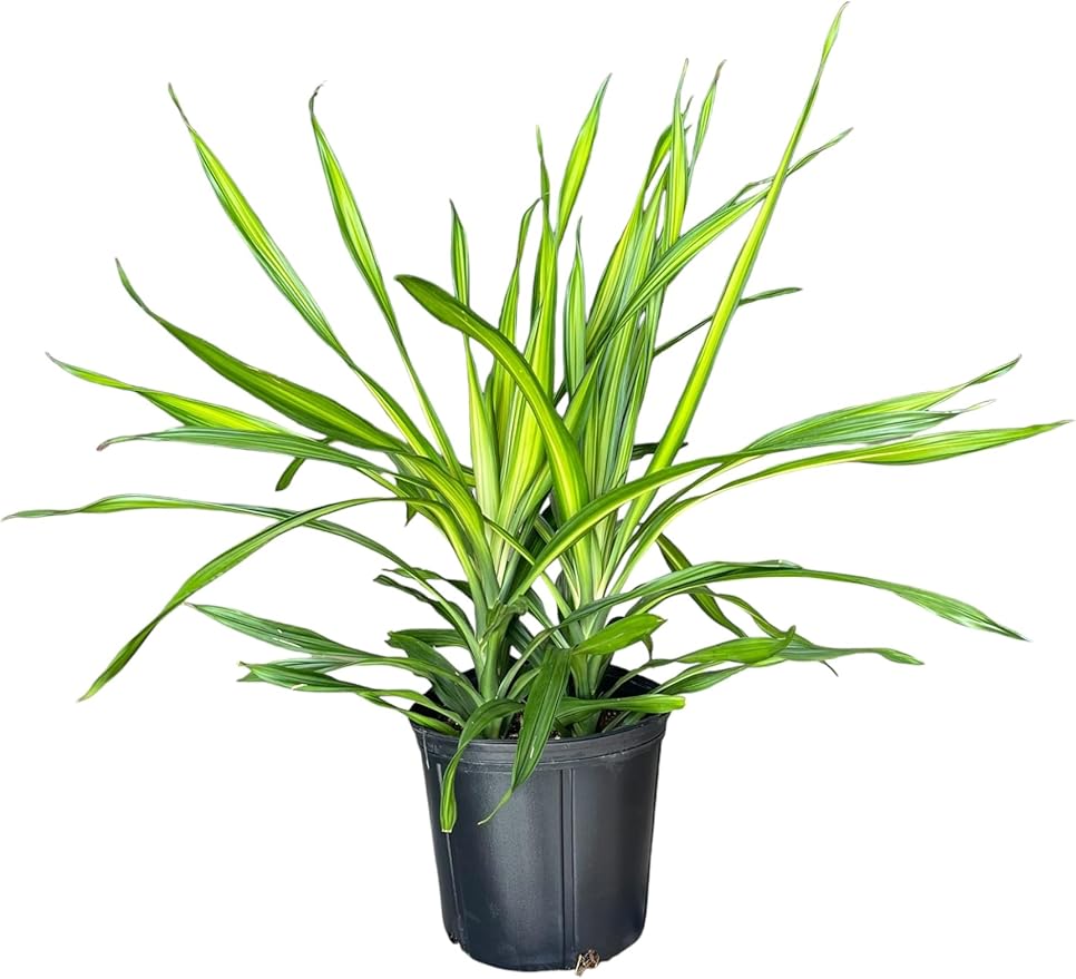 Dracaena Rikki – 10 Inches Grower Pot – Live Tropical Air Purifying Plant – Indoor/Outdoor Easy Care Houseplant for Home and Office Spaces