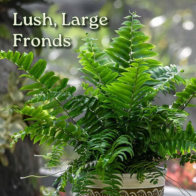 Macho Fern Plant - Live Sword Fern - Easy Care Plant - 14" to 18" Overall Height - 1 Gallon Planter - Tropical Plants of Florida