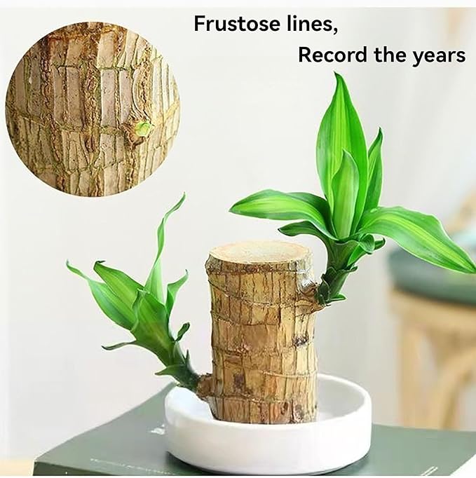 Brazilian Wood Plant Brazilian Lucky Wood Plant Indoor/Outdoor