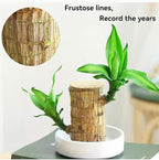 Brazilian Wood Plant Brazilian Lucky Wood Plant Indoor/Outdoor