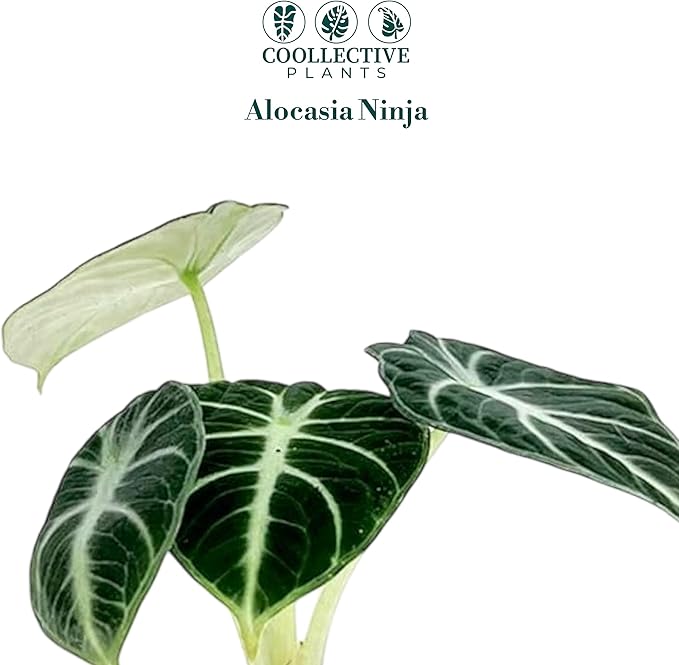 Alocasia Ninja | Live Plant in a 2 or 4 Inch Growers Pot, Live Indoor, Easy to Grow, Easy to Care, and Low Maintenance Houseplant (2-inch Pot)