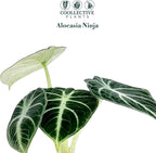 Alocasia Ninja | Live Plant in a 2 or 4 Inch Growers Pot, Live Indoor, Easy to Grow, Easy to Care, and Low Maintenance Houseplant (2-inch Pot)