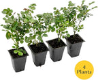 4 Pink Carpet Rose in 3.5” Nursery Cubes (Rosa ‘Flower Cover Pink’) | Low-Growing Groundcover Rose Shrub for Borders, Containers, and Mass Plantings | Ready-to-Plant Live Starter Plants