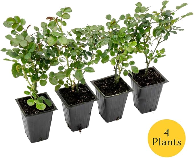 4 Pink Carpet Rose in 3.5” Nursery Cubes (Rosa ‘Flower Cover Pink’) | Low-Growing Groundcover Rose Shrub for Borders, Containers, and Mass Plantings | Ready-to-Plant Live Starter Plants
