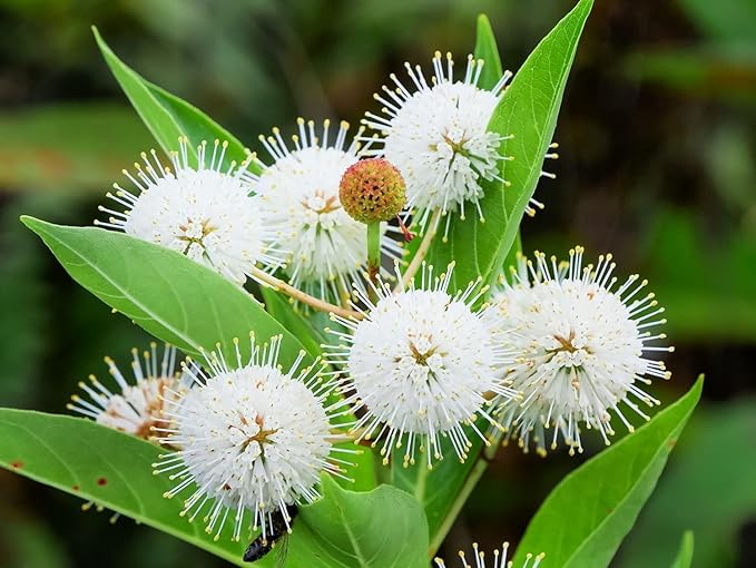 Live Buttonbush Plants (2-Pack) – Cephalanthus occidentalis Shrubs – Native Pollinator Plant with Unique White Blooms – Hardy Wetland & Garden Shrubs for Outdoor Planting