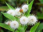 Live Buttonbush Plants (2-Pack) – Cephalanthus occidentalis Shrubs – Native Pollinator Plant with Unique White Blooms – Hardy Wetland & Garden Shrubs for Outdoor Planting